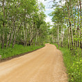 Dirt Road With Aspen Trees